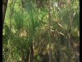 Talhadão um beleza natural de Palestina Talhadão um beleza natural de Palestina