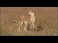 Big Cat Diary - Toto