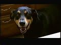 Doggy Telekinesis
