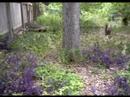 Zanthan Gardens Paradise Regained Zanthan Gardens Paradise Regained
