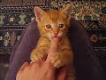 Fighting Kitten Fighting Kitten