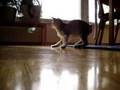 Catbook Movie: Vuokko ja hiirulainen