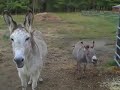 the donkeys have something to say to you.
