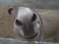 the donkeys have something to say to you.