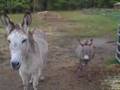 Noisy Donkeys