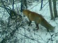 A Fox hunting