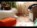 chat cass&eacute; broken cat