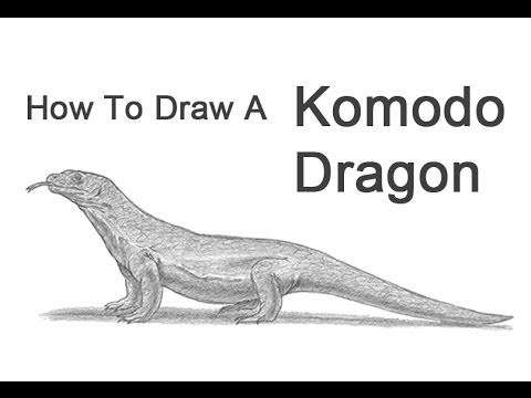 how to draw komodo dragon