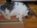 Big Bunny Dreaming Big Bunny Dreaming