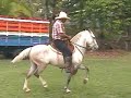Nano, Caballo de Costa Rica Costarricense de Paso Nano, Caballo de Costa Rica Costarricense de Paso