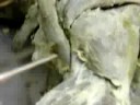 anatomia miologia canina