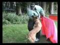 videos de Stierkampf