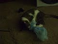 My stupid cat.