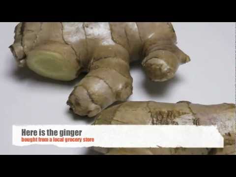 how to harvest ginger root