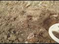 videos de Metal Detecting in Arizona for Gold Nuggets on the 24K Gold Hunters Claims