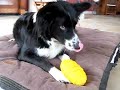 Misty the border colley loves her ball Misty the border colley loves her ball