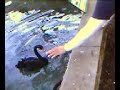 Crazy Goose