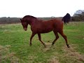 pharos galope mon arabe!