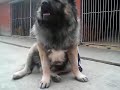 Caucasian Ovtcharka