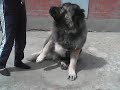 Caucasian Ovtcharka