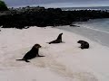 strasbourg-water-show-amazing-penguins-sea-lions-otters.html
