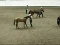 WCHA Limited Non Pro Geldings