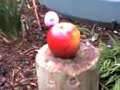apple mashing apple mashing