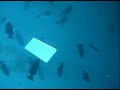 Wahoo Flasher in Action