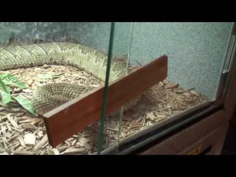 YouTube reptile video