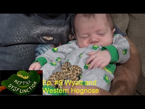 YouTube reptile video