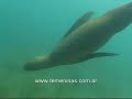Buceo con lobos marinos en Puerto Madryn Buceo con lobos marinos en Puerto Madryn