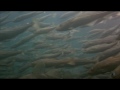 School of Atlantic Cod - Kodak PlaySport Underwater POV