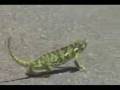 Chameleon Rapper !!!! cool !!!! laught till OL hahaha super cool super funny !!!