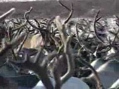 Reindeer Herding on the Yamal Peninsula