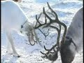 Reindeer Herding on the Yamal Peninsula