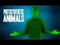3 Amazing Photosynthetic Animals
