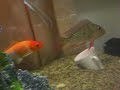 cichlid 3 cichlid 3