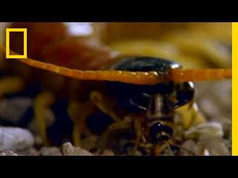 Centipede vs. Grasshopper Mouse
