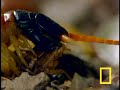 the many legs and poisonous mandibles of a millipede can't help it against the cute whiskers of a grasshopper mouse. see all national geographic videos video.nationalgeographic.com