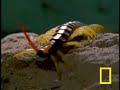 Centipede vs. Grasshopper Mouse Centipede vs. Grasshopper Mouse