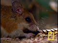 the many legs and poisonous mandibles of a millipede can't help it against the cute whiskers of a grasshopper mouse. see all national geographic videos video.nationalgeographic.com