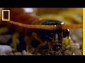 Centipede vs. Grasshopper Mouse