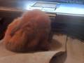 Baby bunny on my tummy
