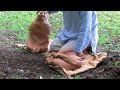 Iron Age Field Forgery
