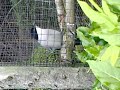 Azure-winged magpie