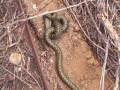 Snake Hunting Colorado