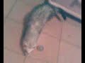furet