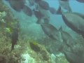 videos de Cook adventure may1