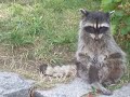 mapache jajaj