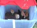 Super Frugal Baby Chicks